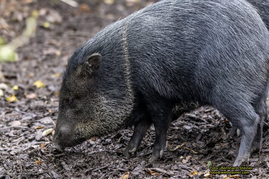 Zoo Vienna - Tiergarten Schnbrunn, Oktober 2022