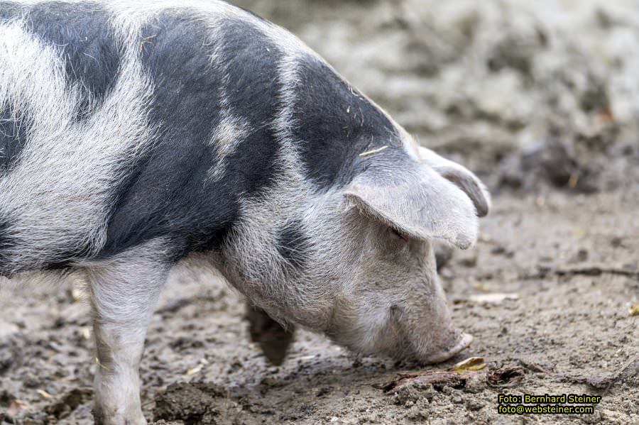 Zoo Vienna - Tiergarten Schnbrunn, Oktober 2022