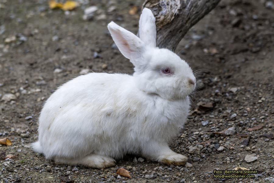 Zoo Vienna - Tiergarten Schnbrunn, Oktober 2022