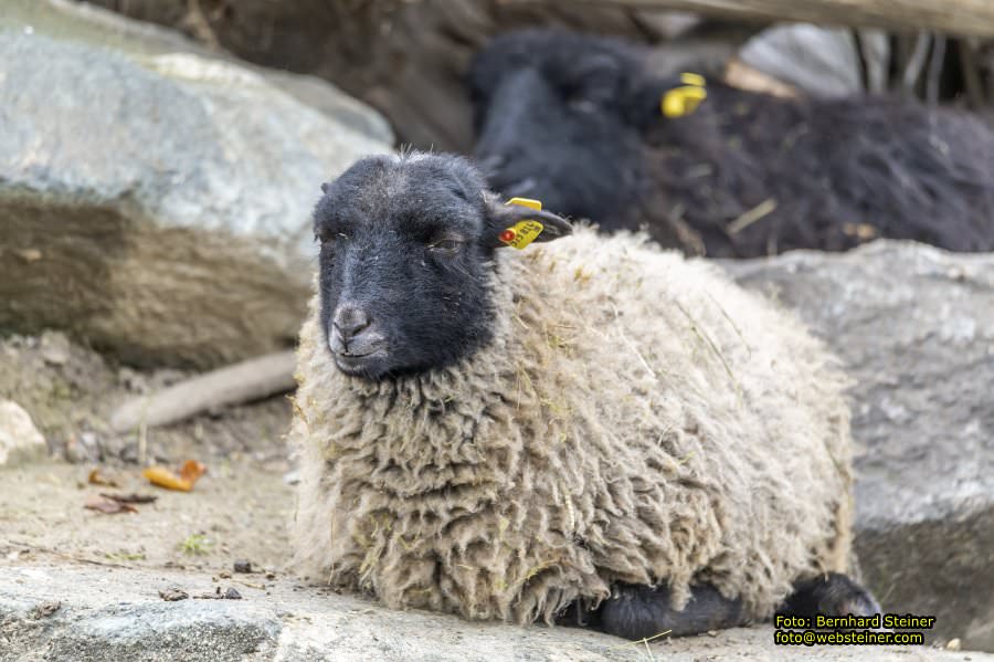 Zoo Vienna - Tiergarten Schnbrunn, Oktober 2022