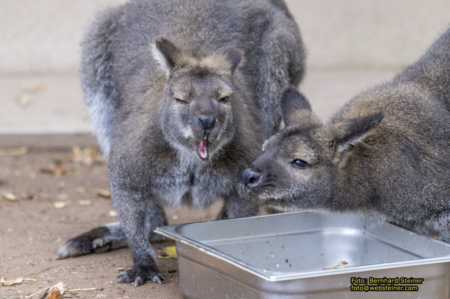 Zoo Vienna - Tiergarten Schnbrunn, Oktober 2022