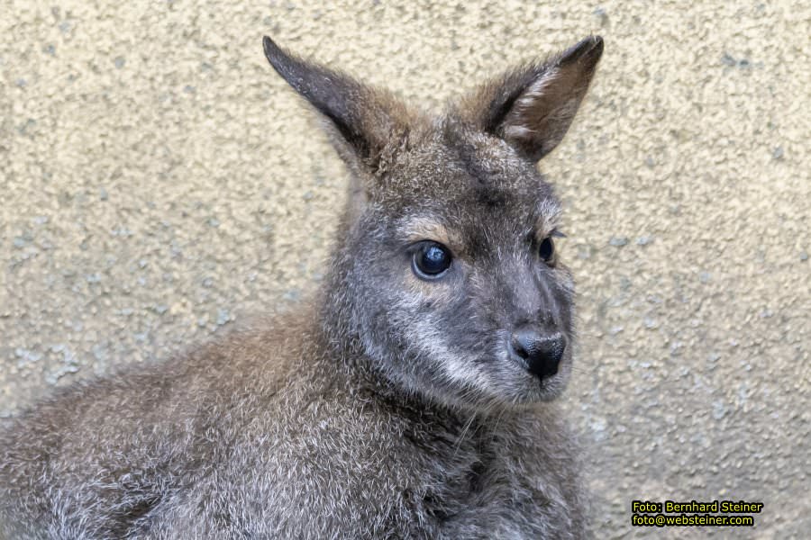 Zoo Vienna - Tiergarten Schnbrunn, Oktober 2022