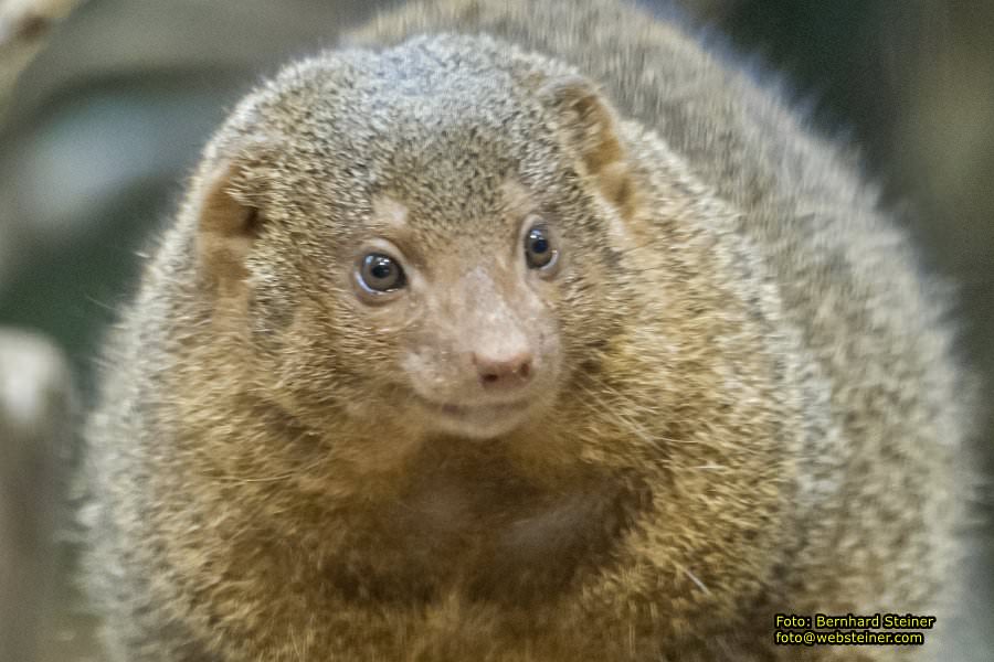 Zoo Vienna - Tiergarten Schnbrunn, Oktober 2022