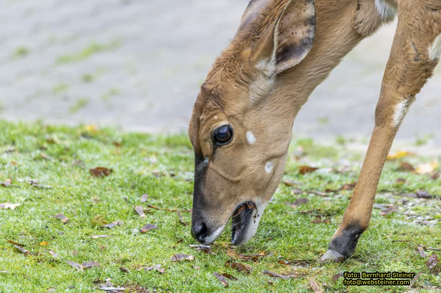 Zoo Vienna - Tiergarten Schnbrunn, Oktober 2022