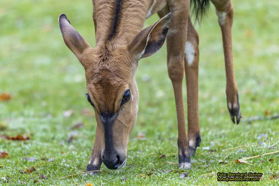 Zoo Vienna - Tiergarten Schnbrunn, Oktober 2022