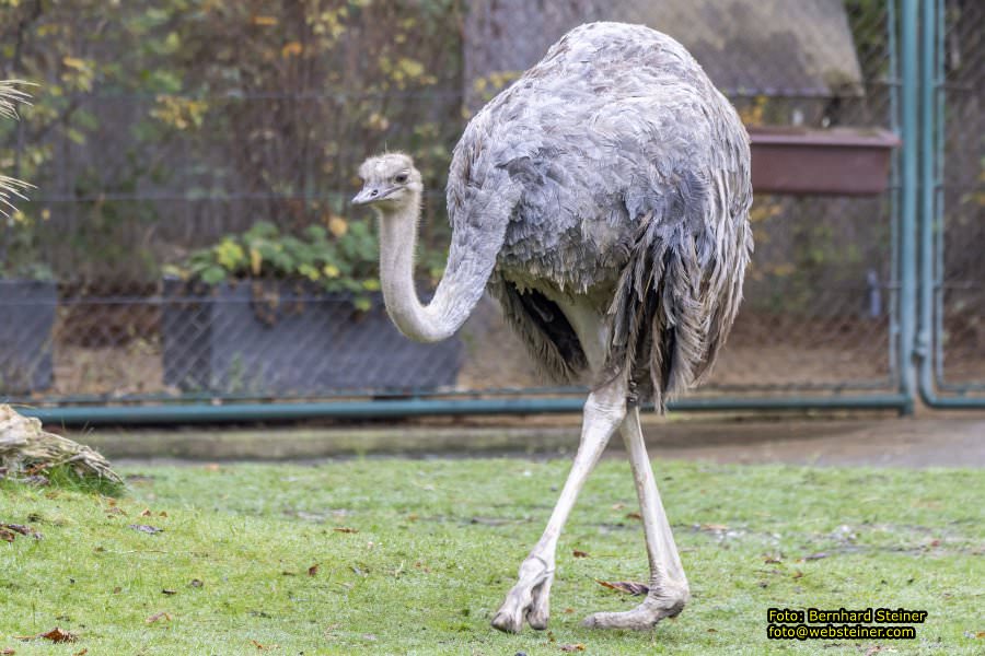 Zoo Vienna - Tiergarten Schnbrunn, Oktober 2022