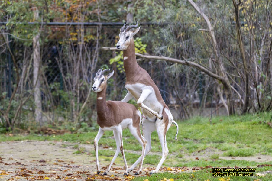 Zoo Vienna - Tiergarten Schnbrunn, Oktober 2022