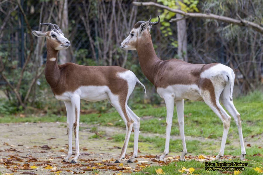 Zoo Vienna - Tiergarten Schnbrunn, Oktober 2022