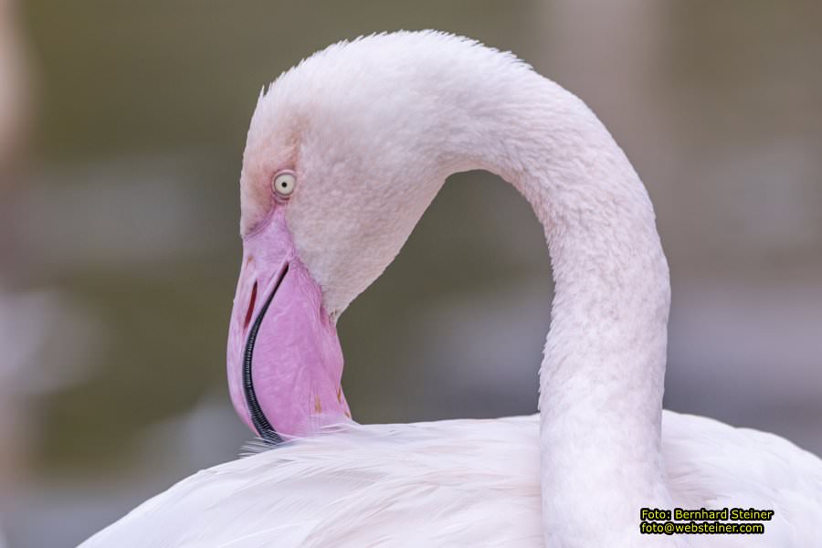 Zoo Vienna - Tiergarten Schnbrunn, Oktober 2022