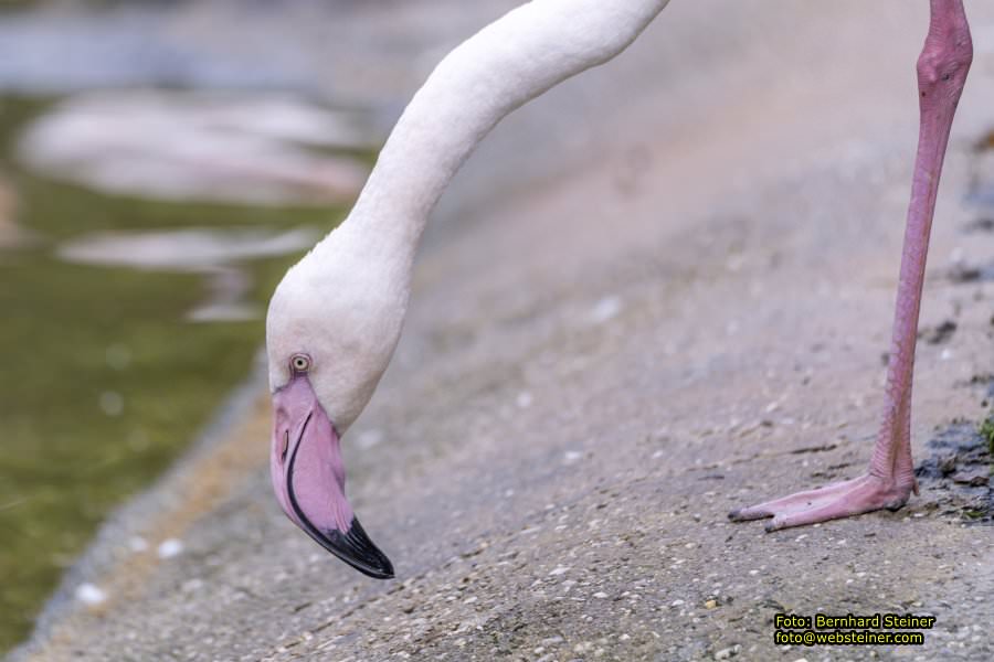 Zoo Vienna - Tiergarten Schnbrunn, Oktober 2022