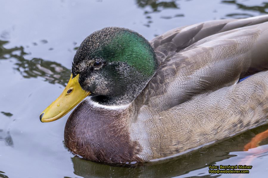 Zoo Vienna - Tiergarten Schnbrunn, Oktober 2022