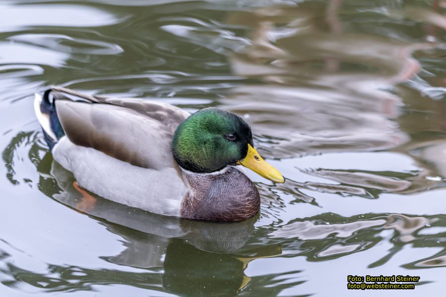 Zoo Vienna - Tiergarten Schnbrunn, Oktober 2022