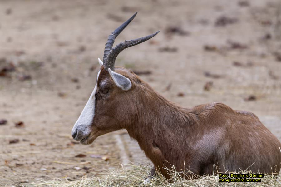 Zoo Vienna - Tiergarten Schnbrunn, Oktober 2022