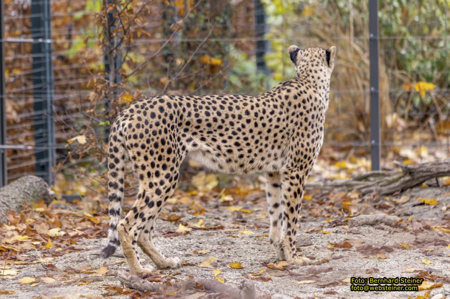 Zoo Vienna - Tiergarten Schnbrunn, Oktober 2022