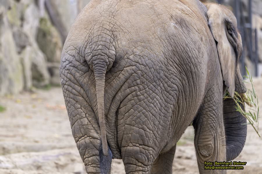 Zoo Vienna - Tiergarten Schnbrunn, Oktober 2022