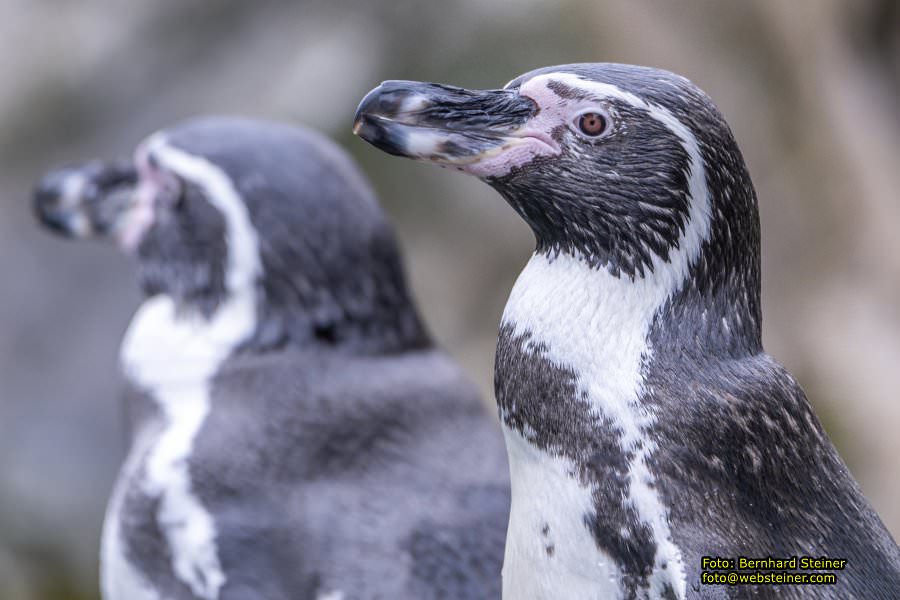 Zoo Vienna - Tiergarten Schnbrunn, Oktober 2022