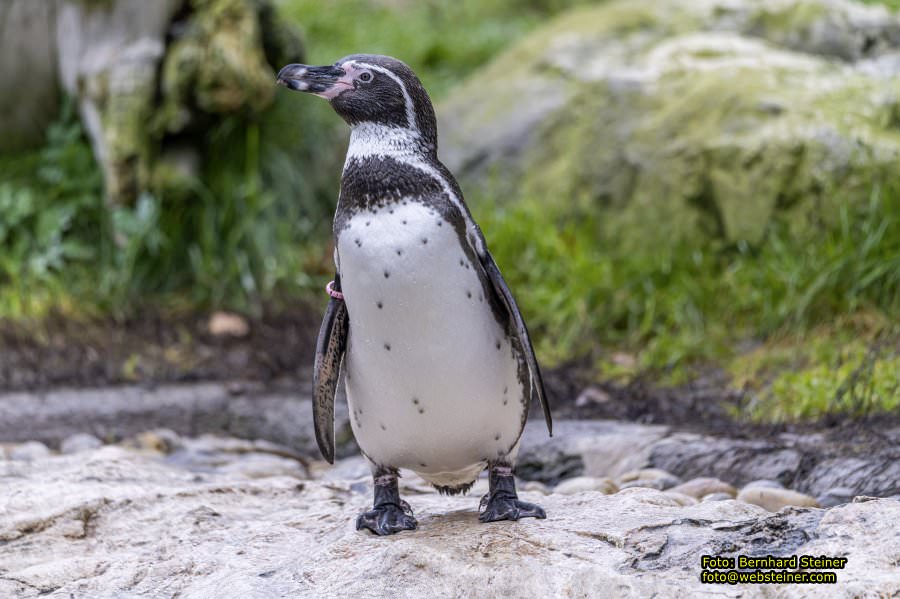 Zoo Vienna - Tiergarten Schnbrunn, Oktober 2022