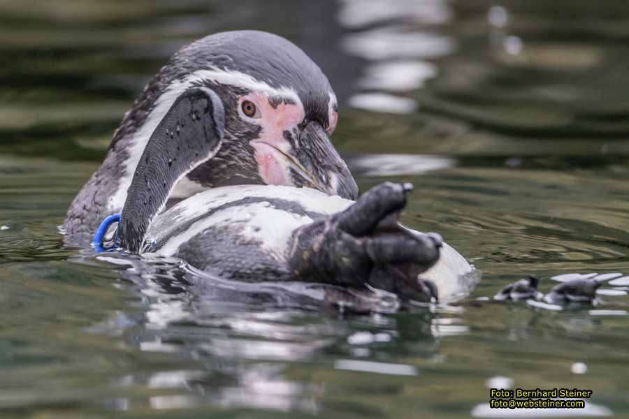 Zoo Vienna - Tiergarten Schnbrunn, Oktober 2022