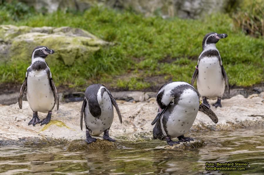 Zoo Vienna - Tiergarten Schnbrunn, Oktober 2022