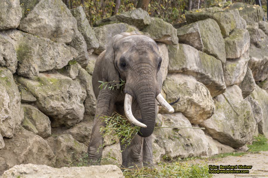 Zoo Vienna - Tiergarten Schnbrunn, Oktober 2022