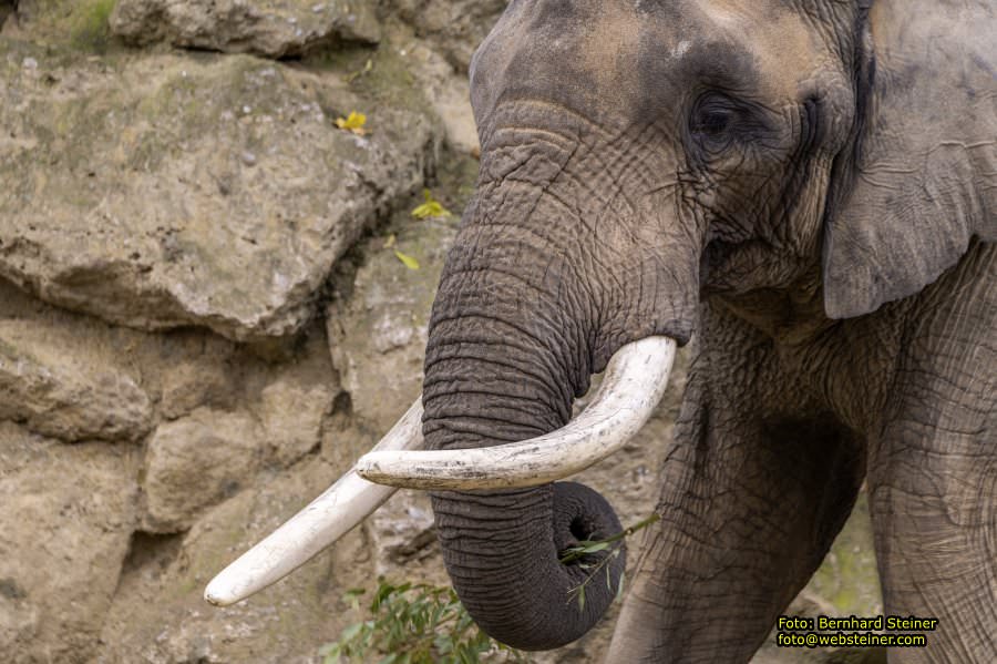 Zoo Vienna - Tiergarten Schnbrunn, Oktober 2022