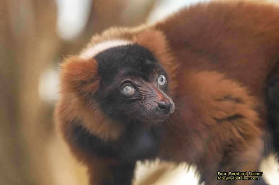 Zoo Vienna - Tiergarten Schnbrunn, Oktober 2022