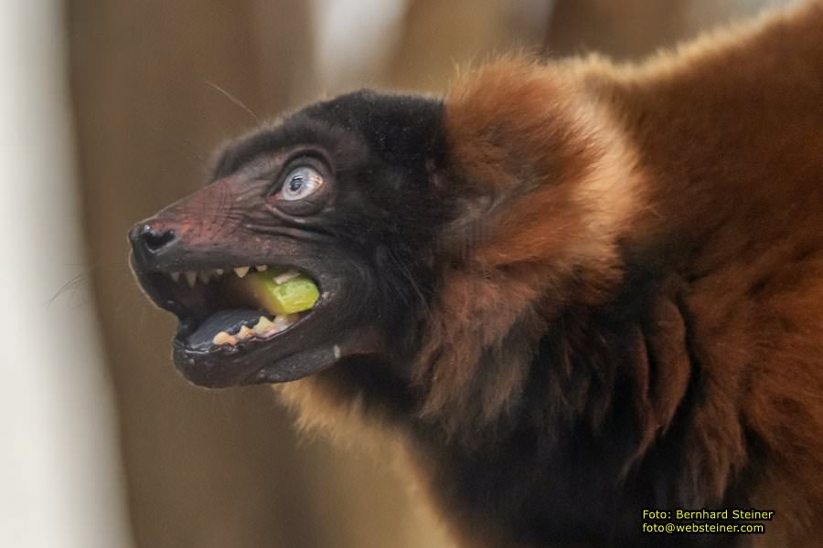 Zoo Vienna - Tiergarten Schnbrunn, Oktober 2022