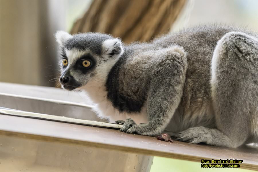 Zoo Vienna - Tiergarten Schnbrunn, Oktober 2022