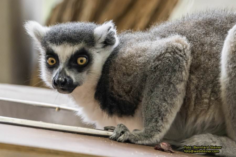 Zoo Vienna - Tiergarten Schnbrunn, Oktober 2022