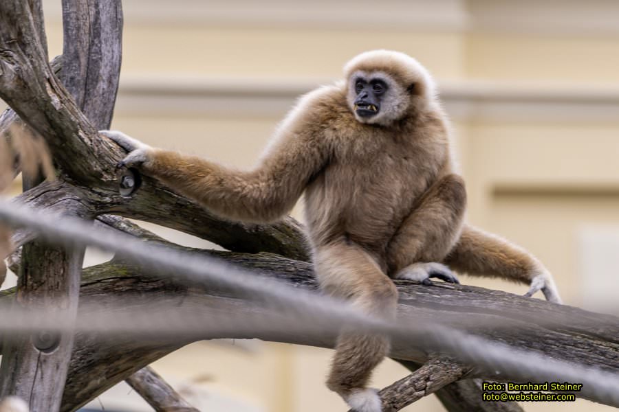 Zoo Vienna - Tiergarten Schnbrunn, Oktober 2022