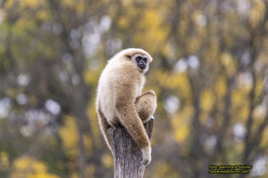 Zoo Vienna - Tiergarten Schnbrunn, Oktober 2022