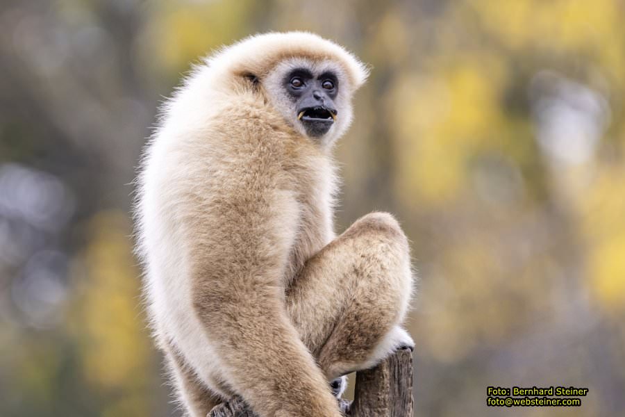 Zoo Vienna - Tiergarten Schnbrunn, Oktober 2022