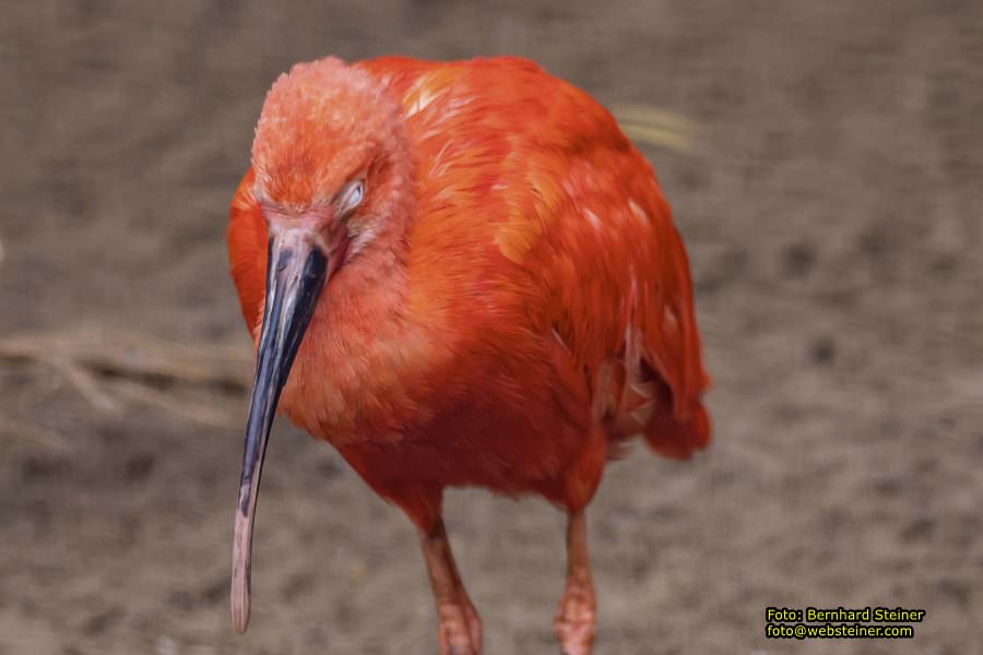 Zoo Vienna - Tiergarten Schnbrunn, Oktober 2022