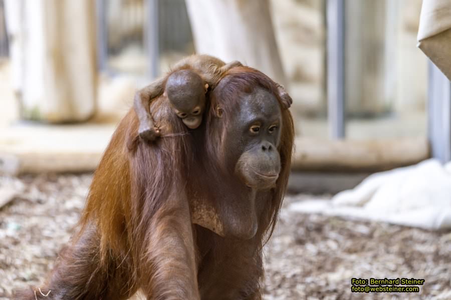 Zoo Vienna - Tiergarten Schnbrunn, Oktober 2022