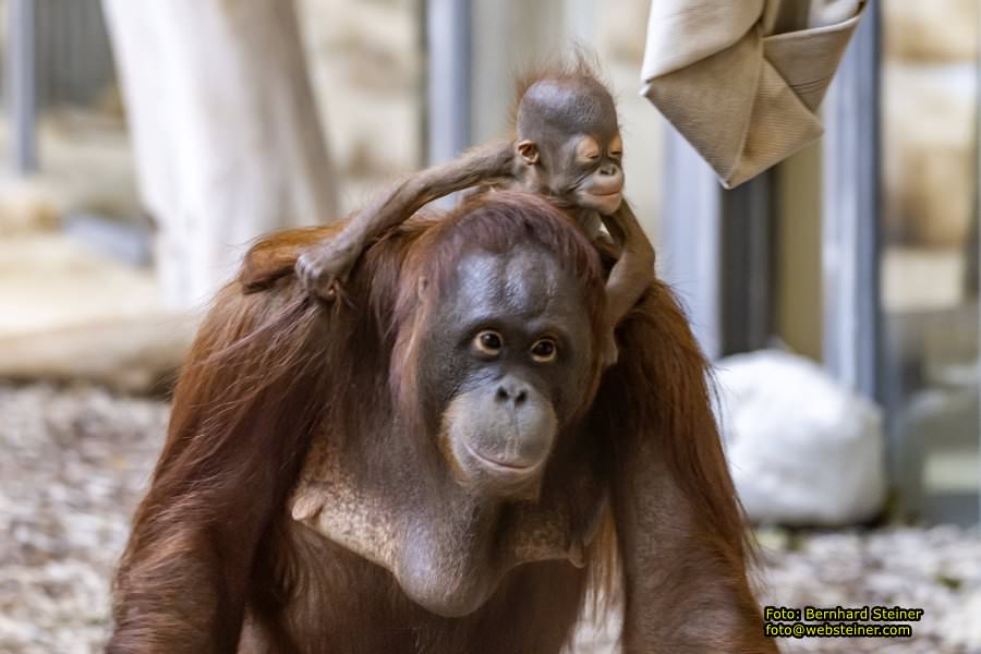 Zoo Vienna - Tiergarten Schnbrunn, Oktober 2022