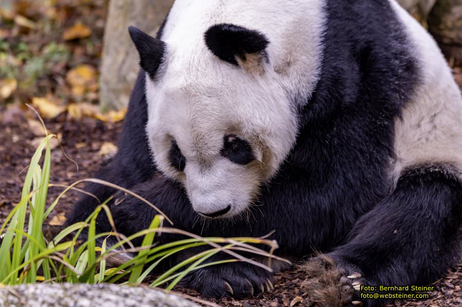 Zoo Vienna - Tiergarten Schnbrunn, Oktober 2022