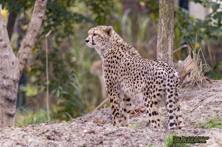 Zoo Vienna - Tiergarten Schnbrunn, Oktober 2022