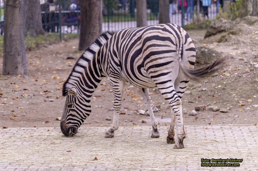 Zoo Vienna - Tiergarten Schnbrunn, Oktober 2022