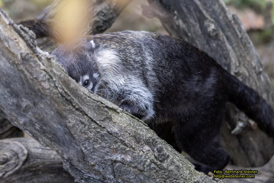 Zoo Vienna - Tiergarten Schnbrunn, Oktober 2022