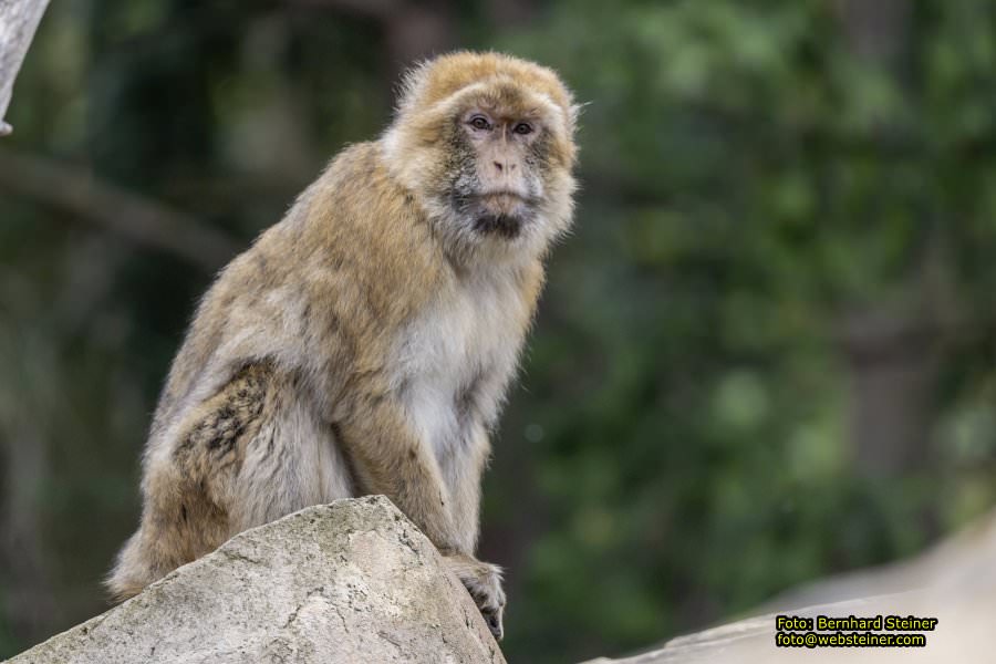 Zoo Vienna - Tiergarten Schnbrunn, Oktober 2022