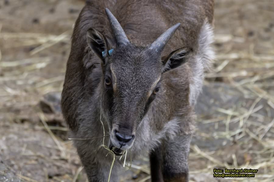 Zoo Vienna - Tiergarten Schnbrunn, Oktober 2022