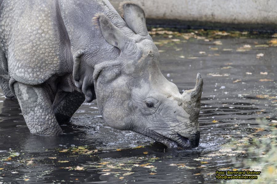 Zoo Vienna - Tiergarten Schnbrunn, Oktober 2022