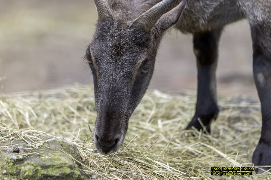 Zoo Vienna - Tiergarten Schnbrunn, Oktober 2022