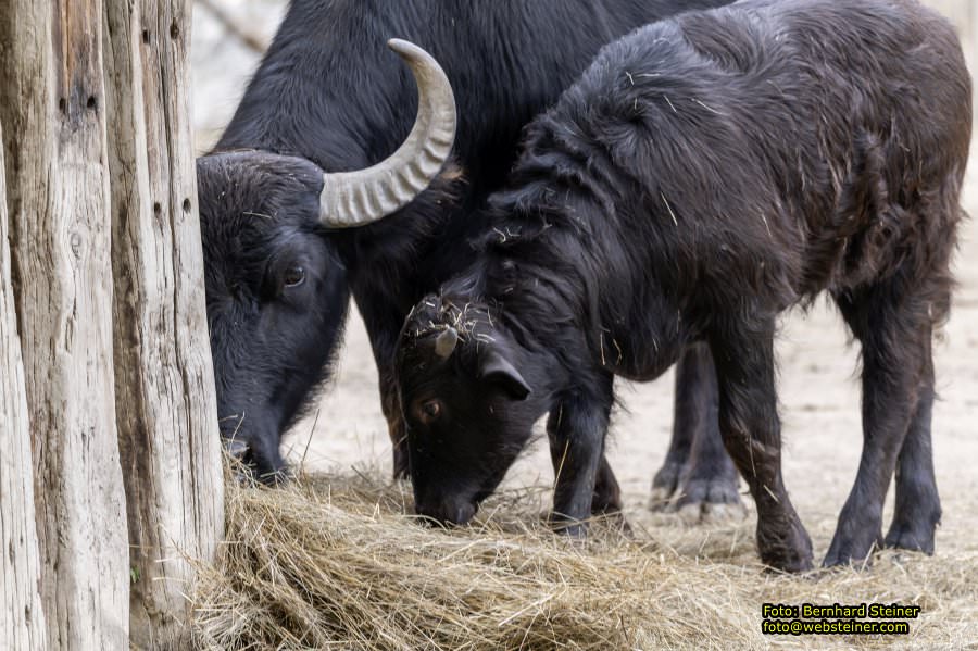 Zoo Vienna - Tiergarten Schnbrunn, Oktober 2022