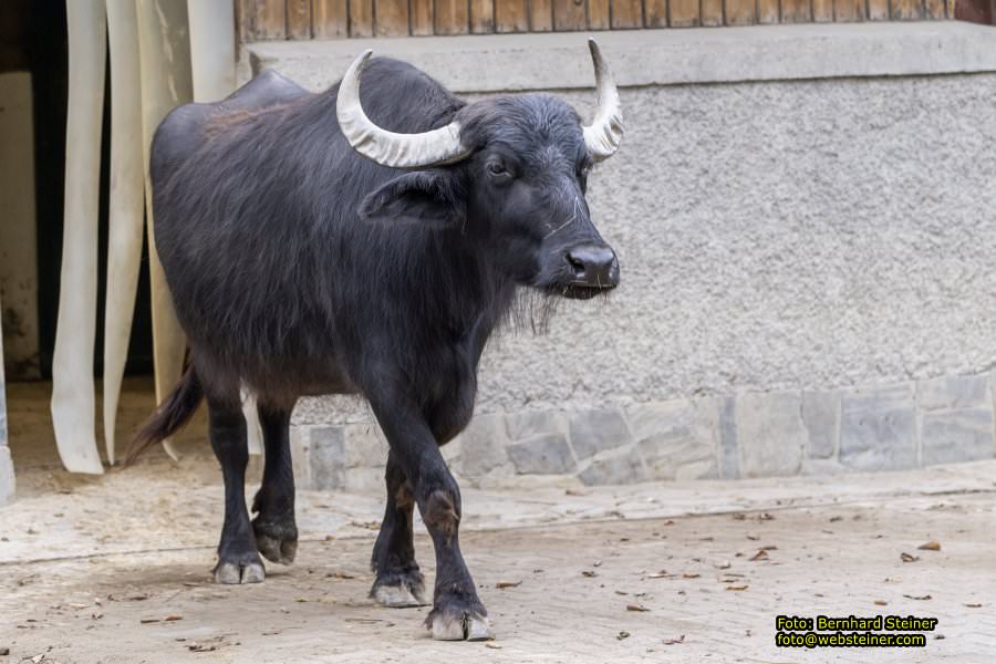 Zoo Vienna - Tiergarten Schnbrunn, Oktober 2022