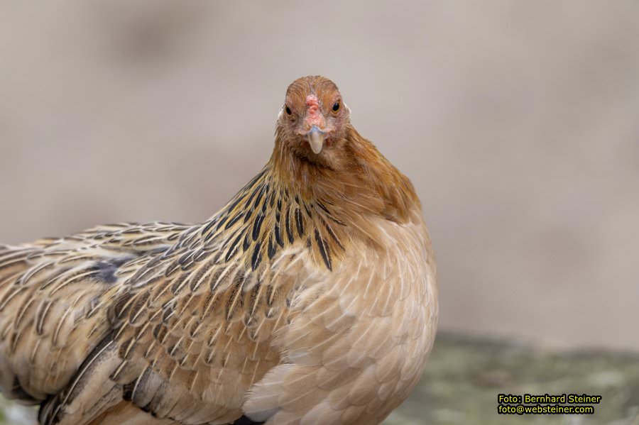 Zoo Vienna - Tiergarten Schnbrunn, Oktober 2022