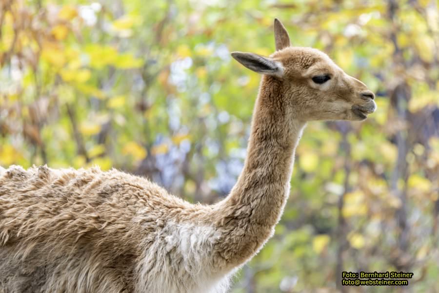 Zoo Vienna - Tiergarten Schnbrunn, Oktober 2022