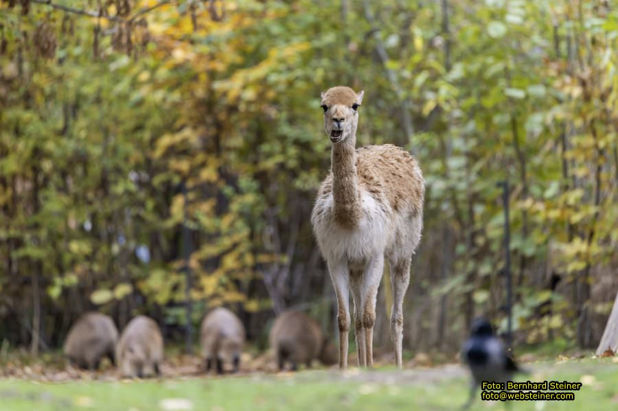 Zoo Vienna - Tiergarten Schnbrunn, Oktober 2022