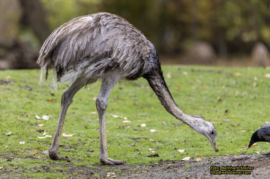 Zoo Vienna - Tiergarten Schnbrunn, Oktober 2022