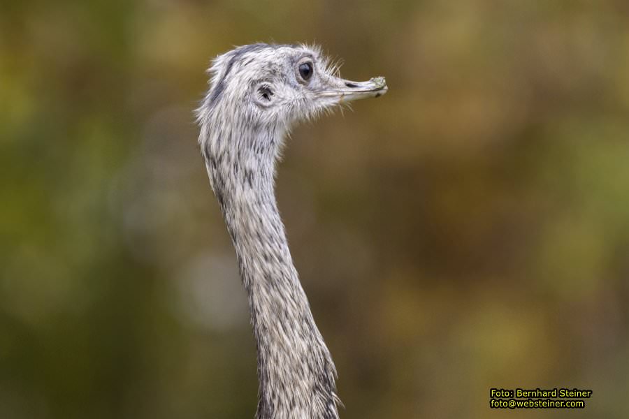 Zoo Vienna - Tiergarten Schnbrunn, Oktober 2022